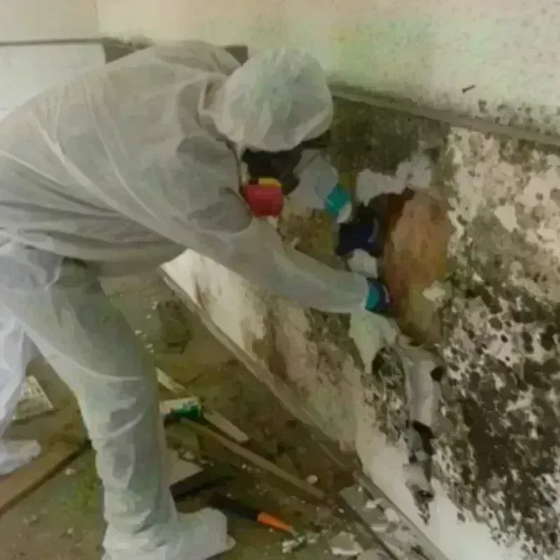 Mold Remediation and Removal in Grandview, OH